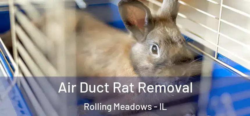  Air Duct Rat Removal Rolling Meadows - IL