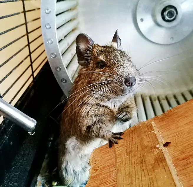 Why Homeowners & Businesses Trust Us Rolling Meadows, IL